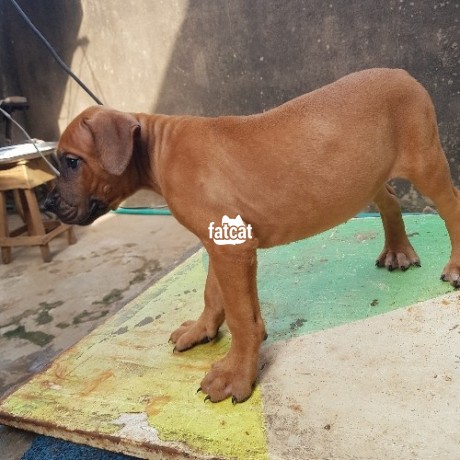 Classified Ads In Nigeria, Best Post Free Ads - 2mths-female-boerboel-puppy-available-for-sale-big-1