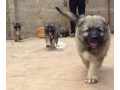 male-and-female-caucasian-shepard-puppies-small-1