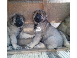 Male and female Caucasian Shepard  puppies