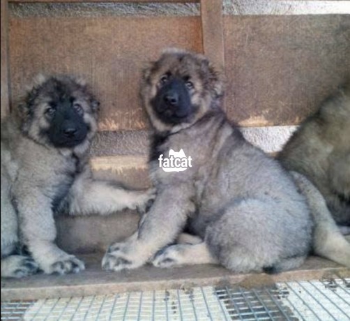 Classified Ads In Nigeria, Best Post Free Ads - male-and-female-caucasian-shepard-puppies-big-0