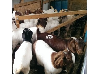 Boer goats