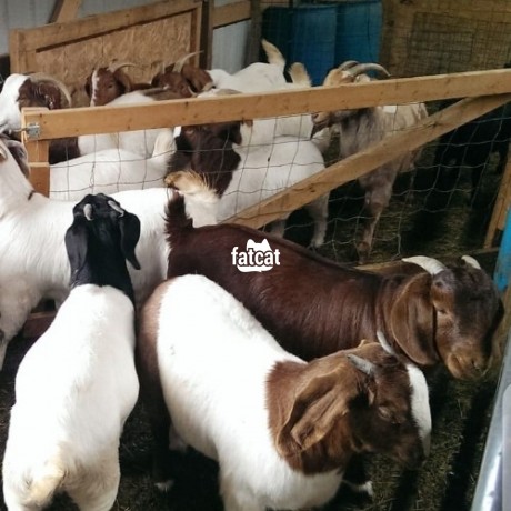 Classified Ads In Nigeria, Best Post Free Ads - boer-goats-big-0