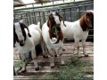 boer-goats-small-0