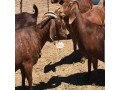 boer-goats-small-1