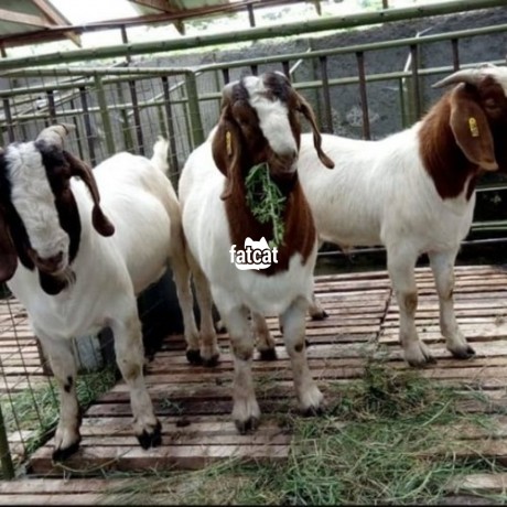 Classified Ads In Nigeria, Best Post Free Ads - boer-goats-big-0