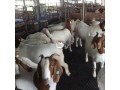 boer-goats-small-1