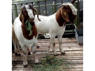 Boer goats