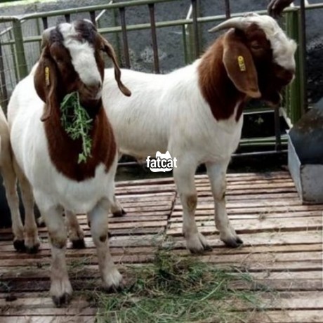 Classified Ads In Nigeria, Best Post Free Ads - boer-goats-big-0