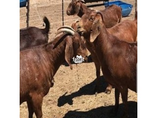 Kalahari goats