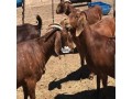 kalahari-goats-small-1