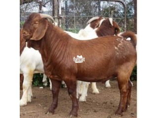 Kalahari goats