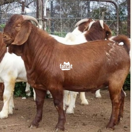 Classified Ads In Nigeria, Best Post Free Ads - kalahari-goats-big-0