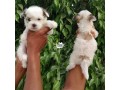 female-lhasa-puppy-small-0