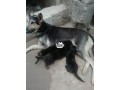 pure-breed-pedigree-german-sheperd-puppy-for-sale-small-0