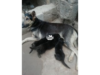 Pure breed pedigree German sheperd puppy for sale