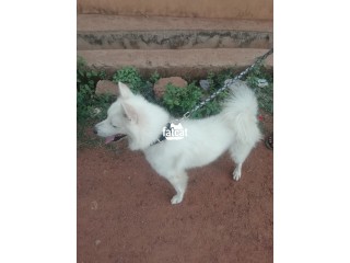 Pure breed adult male American Eskimo for sale