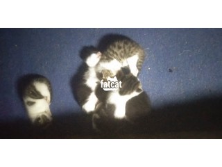 2weeks kittens for sale