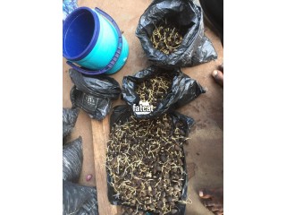 Sprouted Tenera oil palm seeds