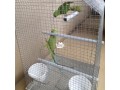 parrot-cage-small-1