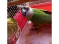 parrot-senegalese-parrot-small-0