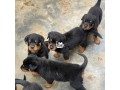 solid-rottweiler-puppies-small-0