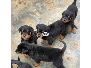 Solid Rottweiler puppies