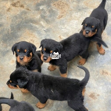 Classified Ads In Nigeria, Best Post Free Ads - solid-rottweiler-puppies-big-0