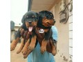 top-notch-rottweiler-puppies-small-0