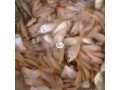 tilapia-fish-quality-seed-small-1