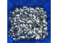 tilapia-fish-quality-seed-small-0