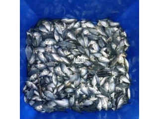 Tilapia Fish Quality Seed