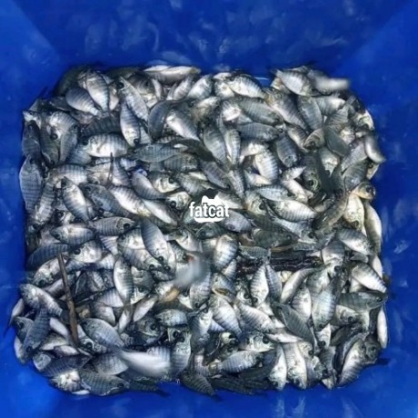 Classified Ads In Nigeria, Best Post Free Ads - tilapia-fish-quality-seed-big-0