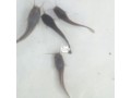 catfish-fingerlings-and-juvenile-small-1