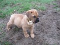 cutepure-full-breed-bull-mastiff-dogpuppy-for-sale-small-2