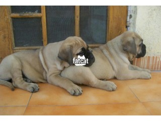 Cute/Pure /Full breed Bull mastiff Dog/puppy For Sale