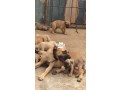 cutepurefull-breed-boerboel-dogpuppy-available-for-sale-small-1