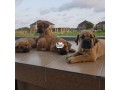 cutepurefull-breed-boerboel-dogpuppy-available-for-sale-small-0