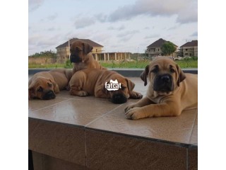 Cute/Pure/Full breed Boerboel Dog/Puppy Available For Sale