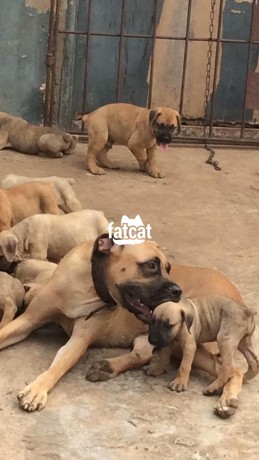 Classified Ads In Nigeria, Best Post Free Ads - cutepurefull-breed-boerboel-dogpuppy-available-for-sale-big-1