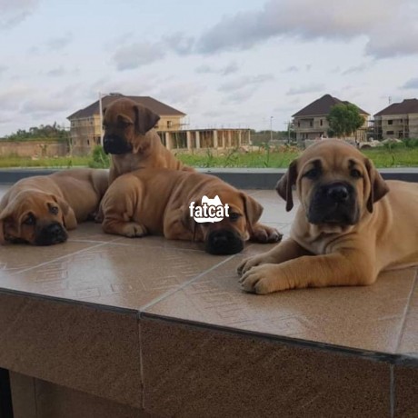 Classified Ads In Nigeria, Best Post Free Ads - cutepurefull-breed-boerboel-dogpuppy-available-for-sale-big-0