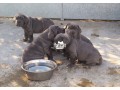 cutepurefull-breed-neapolitan-mastiff-dogpuppy-available-for-sale-small-0