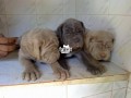 cutepurefull-breed-neapolitan-mastiff-dogpuppy-available-for-sale-small-2