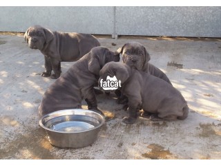 Cute/Pure/Full breed Neapolitan Mastiff Dog/Puppy Available For Sale
