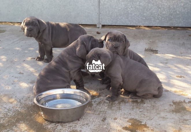 Classified Ads In Nigeria, Best Post Free Ads - cutepurefull-breed-neapolitan-mastiff-dogpuppy-available-for-sale-big-0