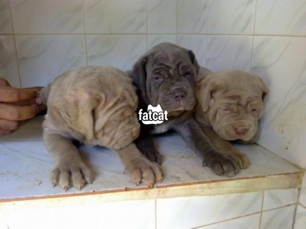 Classified Ads In Nigeria, Best Post Free Ads - cutepurefull-breed-neapolitan-mastiff-dogpuppy-available-for-sale-big-2