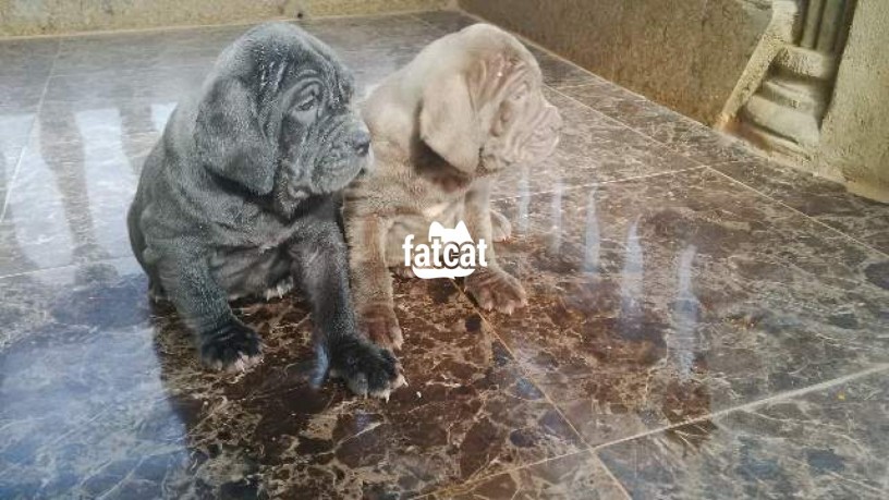 Classified Ads In Nigeria, Best Post Free Ads - cutepurefull-breed-neapolitan-mastiff-dogpuppy-available-for-sale-big-1
