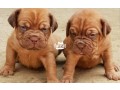 cutepurefull-breed-french-mastiff-dogpuppy-available-for-sale-small-1