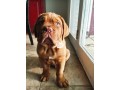 cutepurefull-breed-french-mastiff-dogpuppy-available-for-sale-small-2