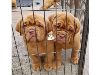 Cute/Pure/Full breed French Mastiff Dog/Puppy Available For Sale