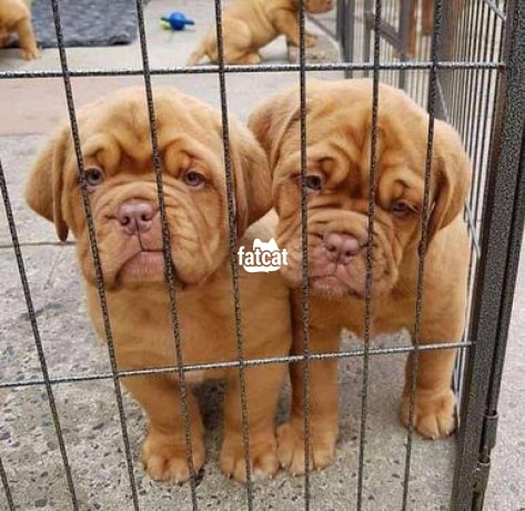 Classified Ads In Nigeria, Best Post Free Ads - cutepurefull-breed-french-mastiff-dogpuppy-available-for-sale-big-0